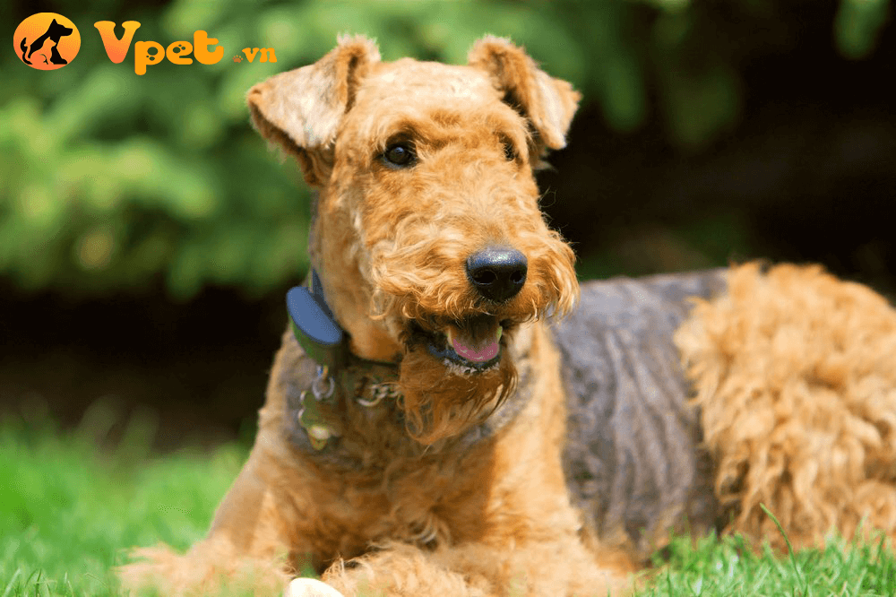 Chó sục Airedale Terrier 2